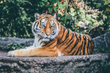 保护苌山虎，守护中国特有物种