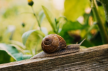 极速蜗牛：速度与奇迹的结合