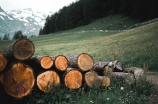 原木料积表(体会原木料积表，治理林业资源很重要)