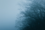 雾中(雾中美景：透彻神秘与浪漫交织的自然奇观)