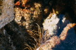 螺旋之王，程海湖螺旋藻，你了解吗？