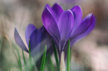 探秘紫色的花：神秘与美丽并存