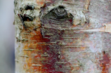 桦木科：北方落叶阔叶林的代表植物