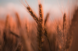 农科院成功培育出具有抗旱基因的小麦新品种