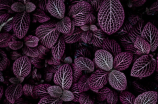 紫色曲玉，中国特有的品种