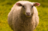 【羊肠衣】你知道吗？用羊肠制成的衣物曾经在古代民间广泛使用！