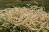 小麦草(小麦草的生长特点和用途)