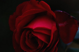 一朵玫瑰花的背后：花语与灵性