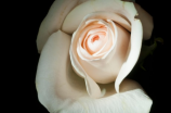 白玫瑰花语是什么(白玫瑰花语是什么？美丽神秘的暗示！)